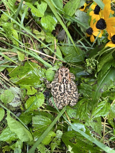 American Toad