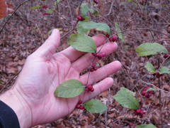Symphoricarpos orbiculatus