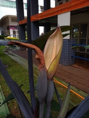 Xanthosoma violaceum