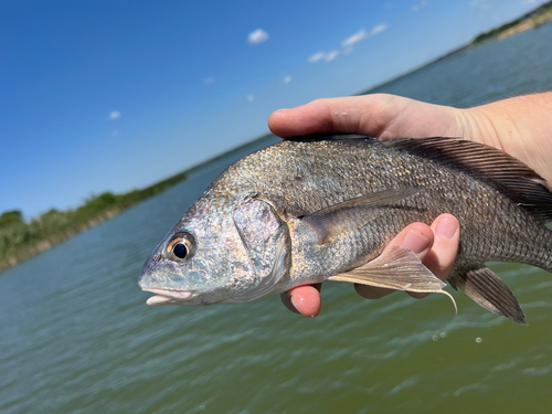Aplodinotus grunniens