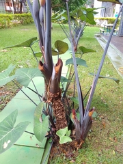 Xanthosoma violaceum