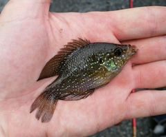 Enneacanthus gloriosus