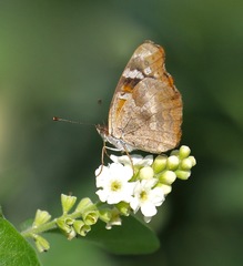 Anthanassa argentea