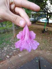 Tabebuia moaensis