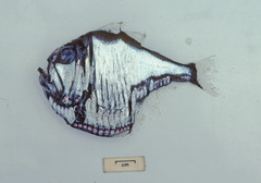 Argyropelecus aculeatus