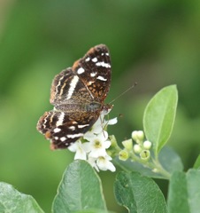 Anthanassa argentea