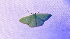 Nemoria leptalea