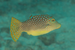 Canthigaster solandri