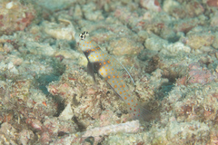 Amblyeleotris guttata