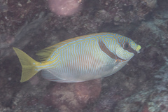 Siganus doliatus