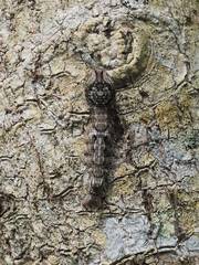 Lebeda nobilis