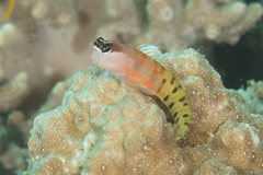 Ecsenius fijiensis