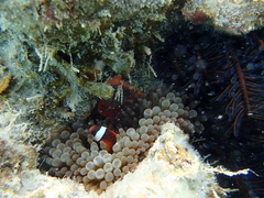 Amphiprion barberi