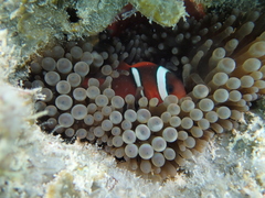 Amphiprion barberi