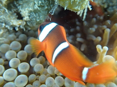 Amphiprion barberi