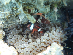 Amphiprion barberi