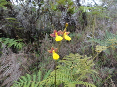 Cyrtochilum aureum
