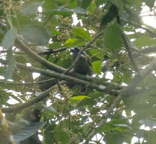 Hairy-breasted Barbet (Tricholaema hirsuta), photo 3
