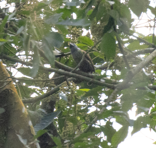 Hairy-breasted Barbet (Tricholaema hirsuta), photo 4
