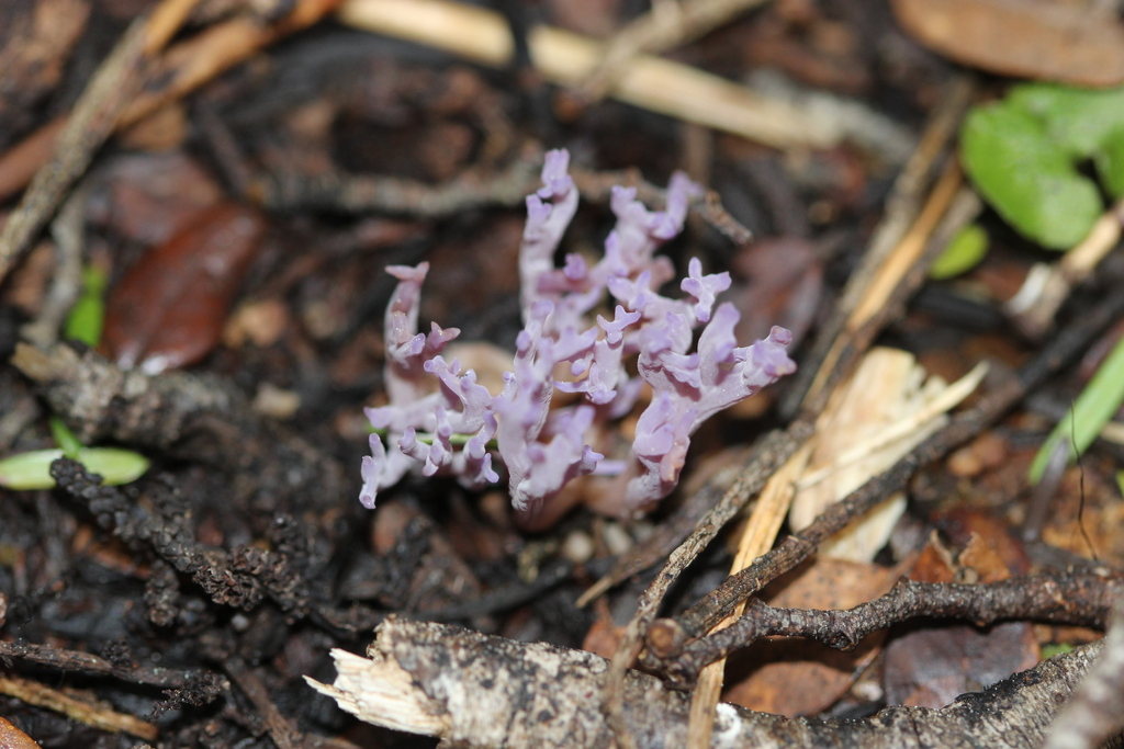 Ramariopsis pulchella · August 2025 · photo: © joedillon (iNaturalist, cc-by)