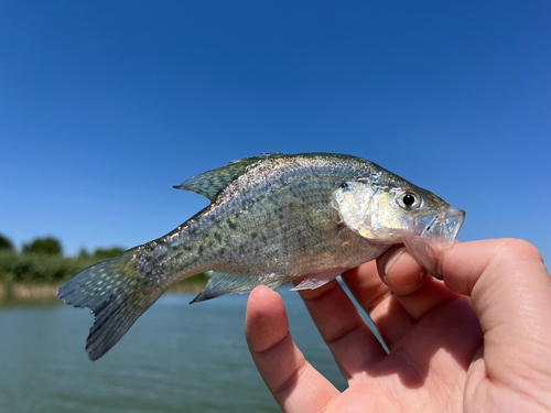 Pomoxis annularis