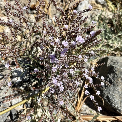 iNaturalist observation photo of European sea lavender