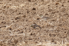 Eremophila alpestris actia
