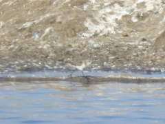 Calidris minuta