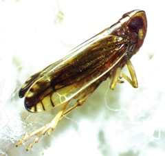 Stenocranus brunneus
