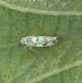 Eupteryx signatipennis