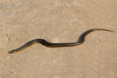 Pseudoeryx plicatilis