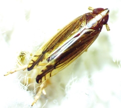 Stenocranus brunneus