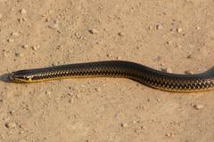 Pseudoeryx plicatilis