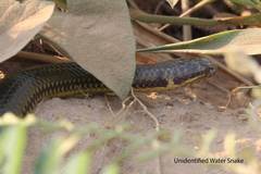 Pseudoeryx plicatilis