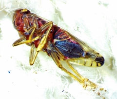 Stenocranus brunneus