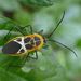 Laminiceps conjunctus - Photo (c) Gustavo Fernando Durán, some rights reserved (CC BY-NC-SA), uploaded by Gustavo Fernando Durán