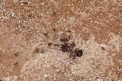 Pogonomyrmex rugosus