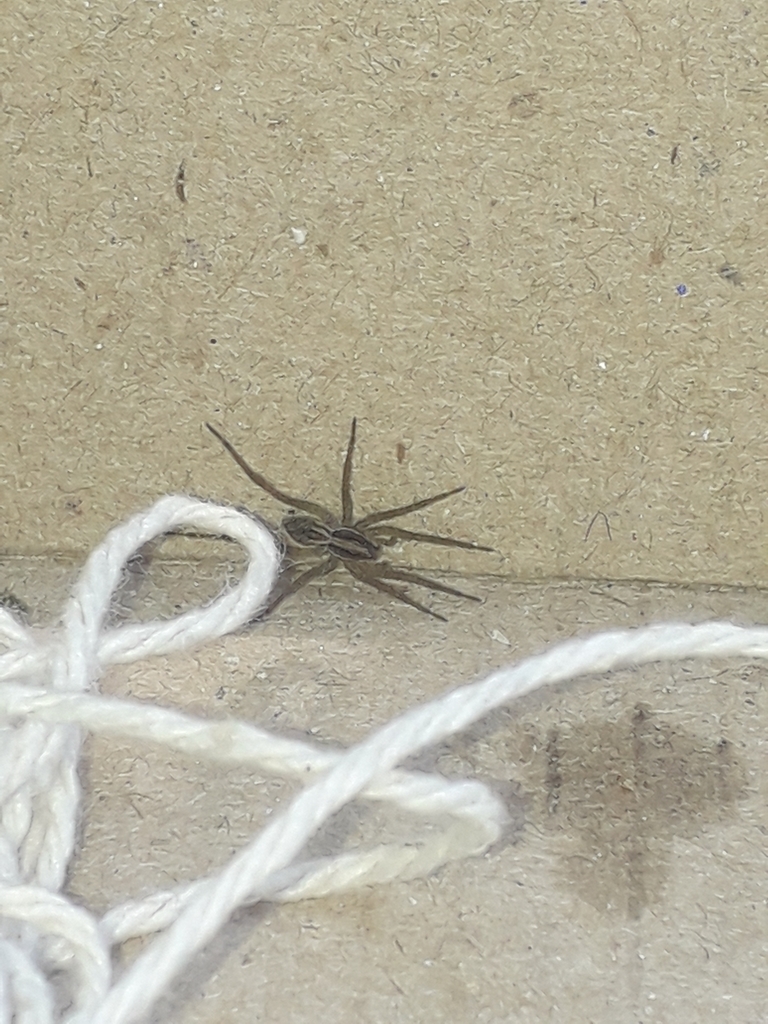 Tropicosa moesta