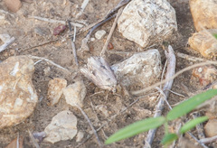 Tathorhynchus exsiccata