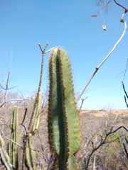 Cereus jamacaru calcirupicola