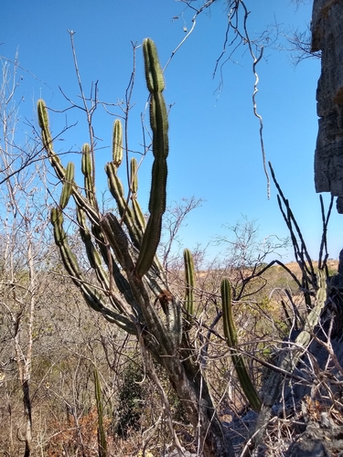 Cereus jamacaru ssp. calcirupicola