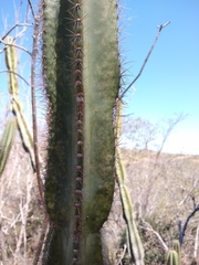 Cereus jamacaru calcirupicola