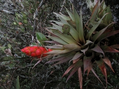 Tillandsia turneri