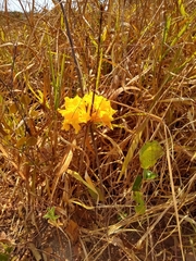 Handroanthus coronatus