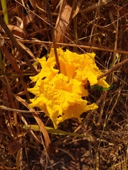 Handroanthus coronatus