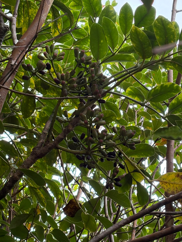 Polyscias oahuensis observed 2025-09-02