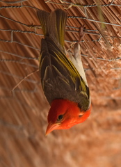 Anaplectes rubriceps rubriceps