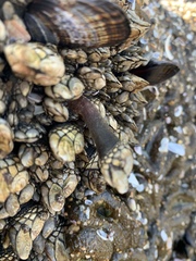 Pollicipes polymerus