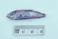 Maurolicus australis