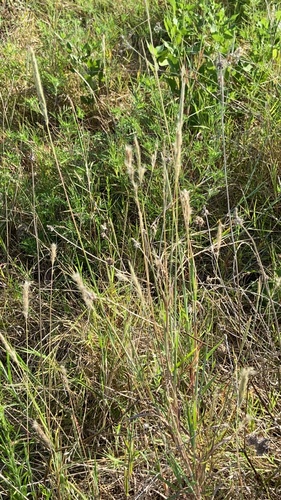 Bothriochloa torreyana, photograph 3